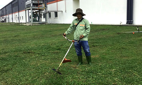 Quy trình cắt cỏ đạt chuẩn của công ty An Khang
