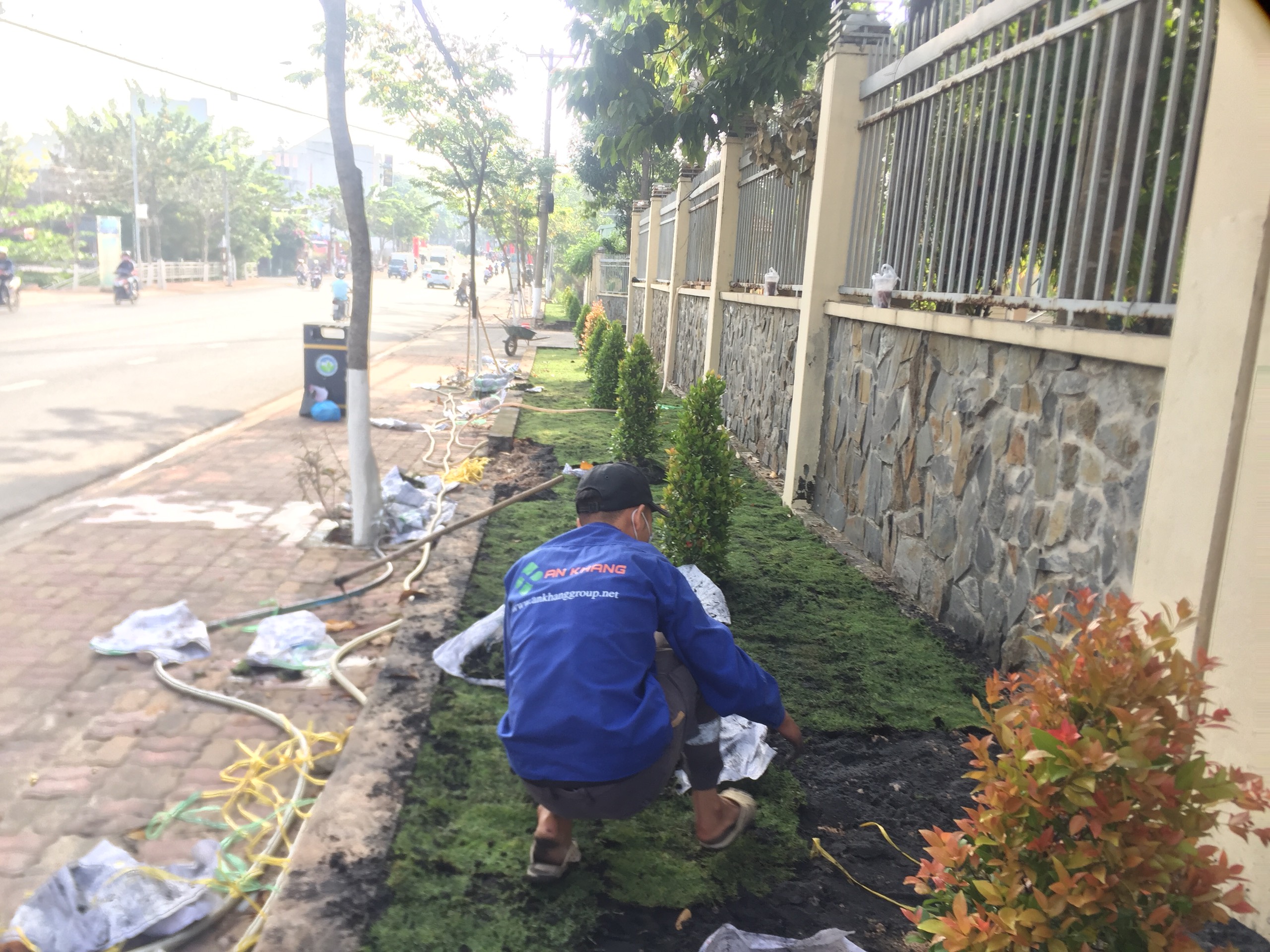 Quy trình thực hiện của dịch vụ trồng cỏ tại Bình Phước của An Khang