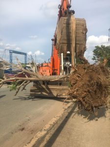 Dịch vụ bứng cây tại Bình Phước