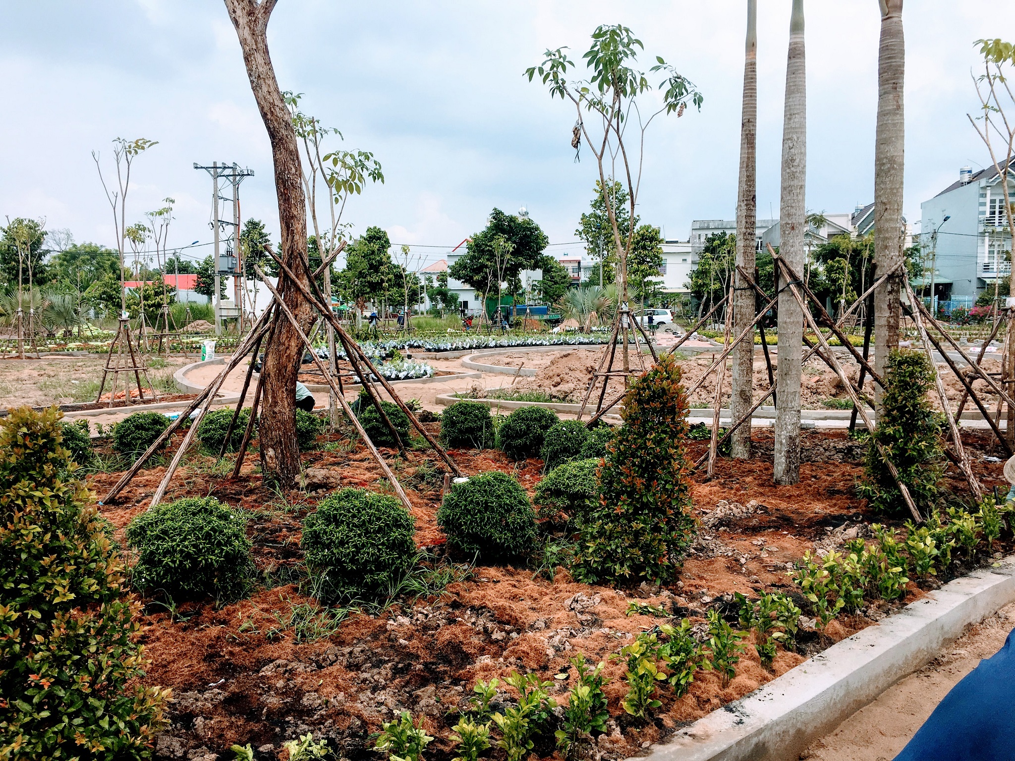 Quy trình triển khai dịch vụ trồng cây xanh An Khang