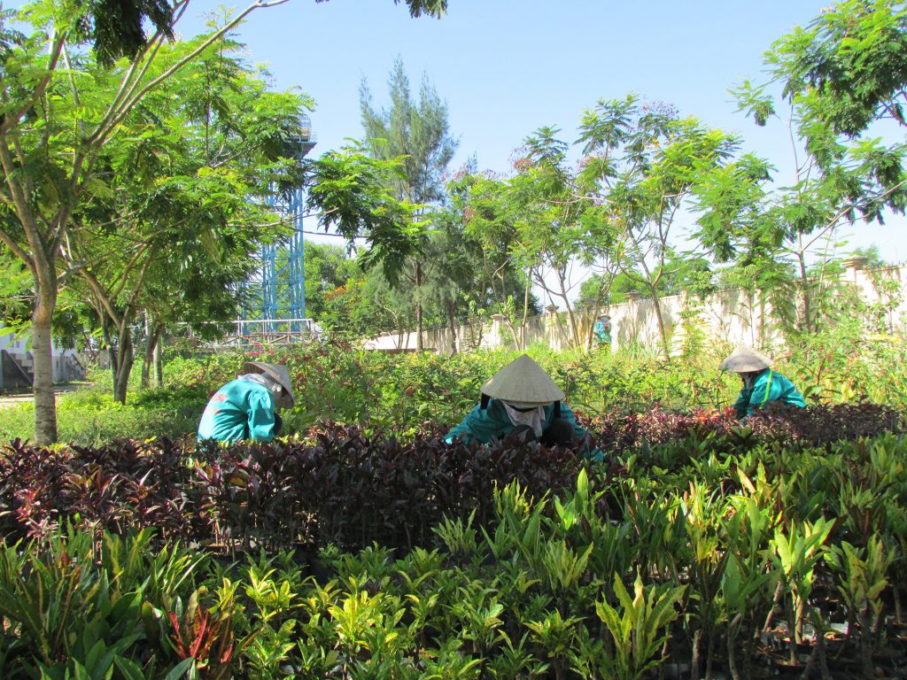 Các bước trồng cây xanh ở Phước Long Bình Phước