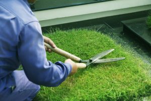 Dịch vụ cắt cỏ ở Phước Long Bình Phước