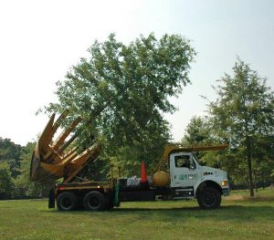 Đơn vị di dời cây xanh ở Đồng Xoài Bình Phước