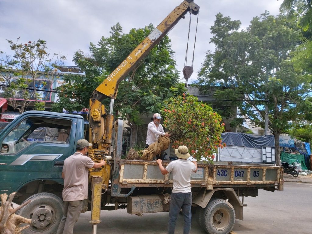 Đơn vị di dời cây xanh uy tín tại Đồng Xoài Bình Phước
