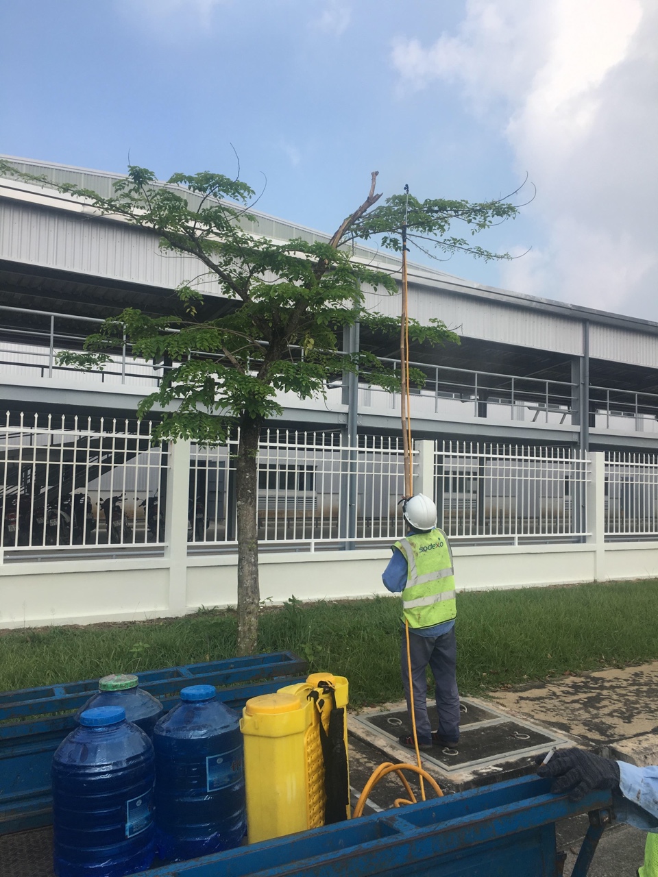 Quy trình chăm sóc cây xanh ở Phước Long Bình Phước của An Khang