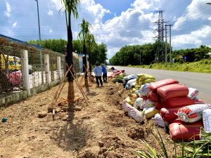 Trồng cây xanh ở Phước Long Bình Phước