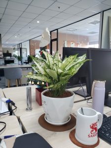 Đơn vị cho thuê cây xanh Phước Long Bình Phước