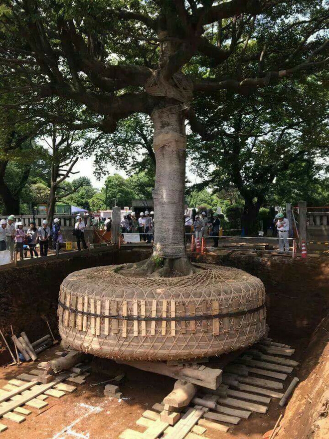 Cố định cây sau khi trồng lại
