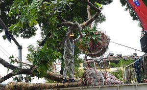 Di dời cây xanh ở Phước Long Bình Phước