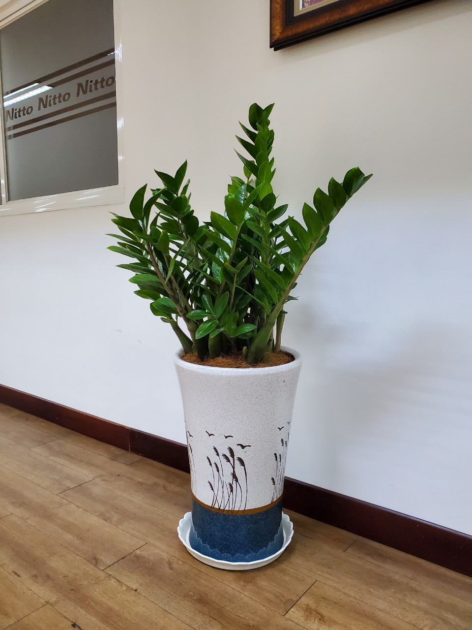 Dịch vụ cho thuê cây xanh Phước Long Bình Phước gồm những gì?