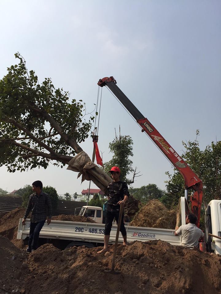 Dịch vụ di dời cây xanh