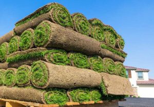 Dịch vụ trồng cỏ ở Bình Long Bình Phước