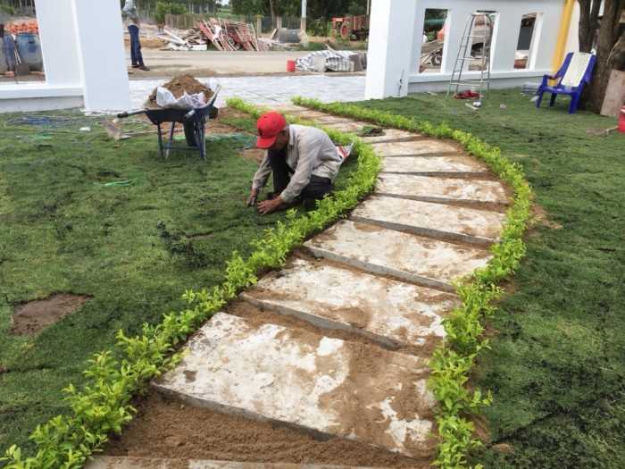 Quy trình trồng cỏ ở Bình Long Bình Phước