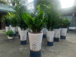 Cho thuê cây cảnh văn phòng ở Phước Long Bình Phước
