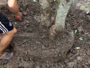 Bứng cây ở Bình Long Bình Phước