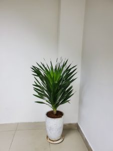 Đơn vị cho thuê cây xanh uy tín ở Bình Long Bình Phước