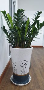 Dịch vụ cho thuê cây cảnh văn phòng Bình Long Bình Phước