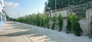 Dịch vụ trồng cây xanh ở Bình Long Bình Phước