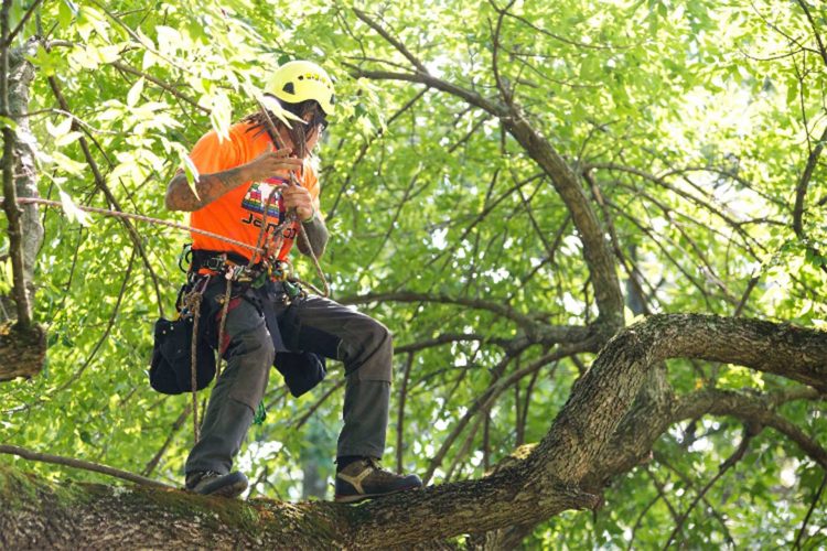 Quy trình thực hiện dịch vụ cắt tỉa cây xanh tại Bình Phước của An Khang