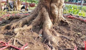 Bứng cây ở Chơn Thành Bình Phước