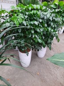 Cho thuê cây cảnh văn phòng ở Bù Đăng Bình Phước