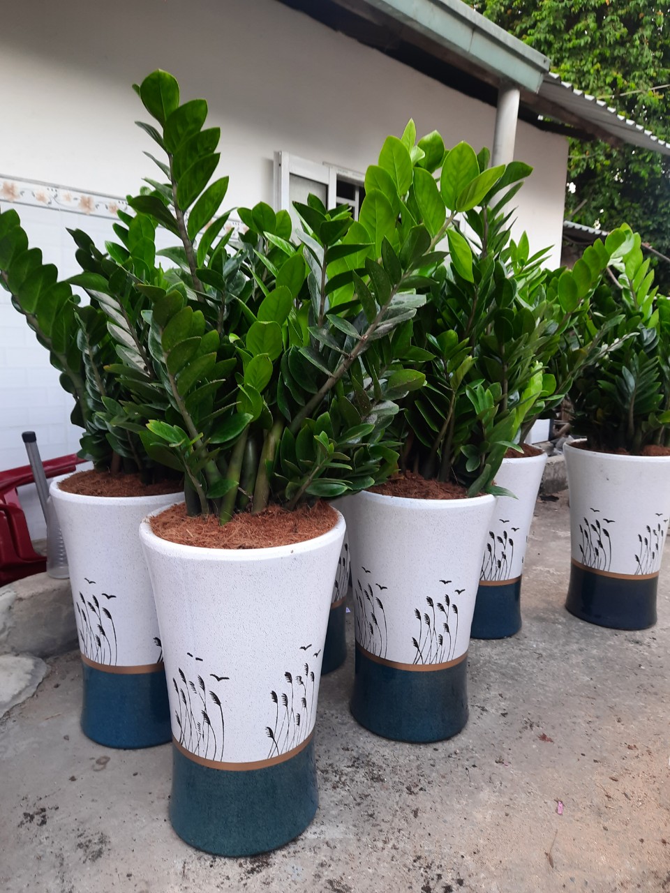 Dịch vụ cho thuê cây xanh là gì