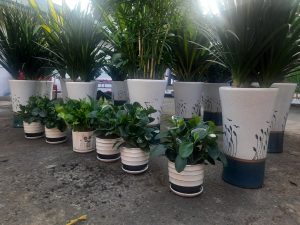 Công ty cho thuê cây xanh ở Bù Đăng Bình Phước