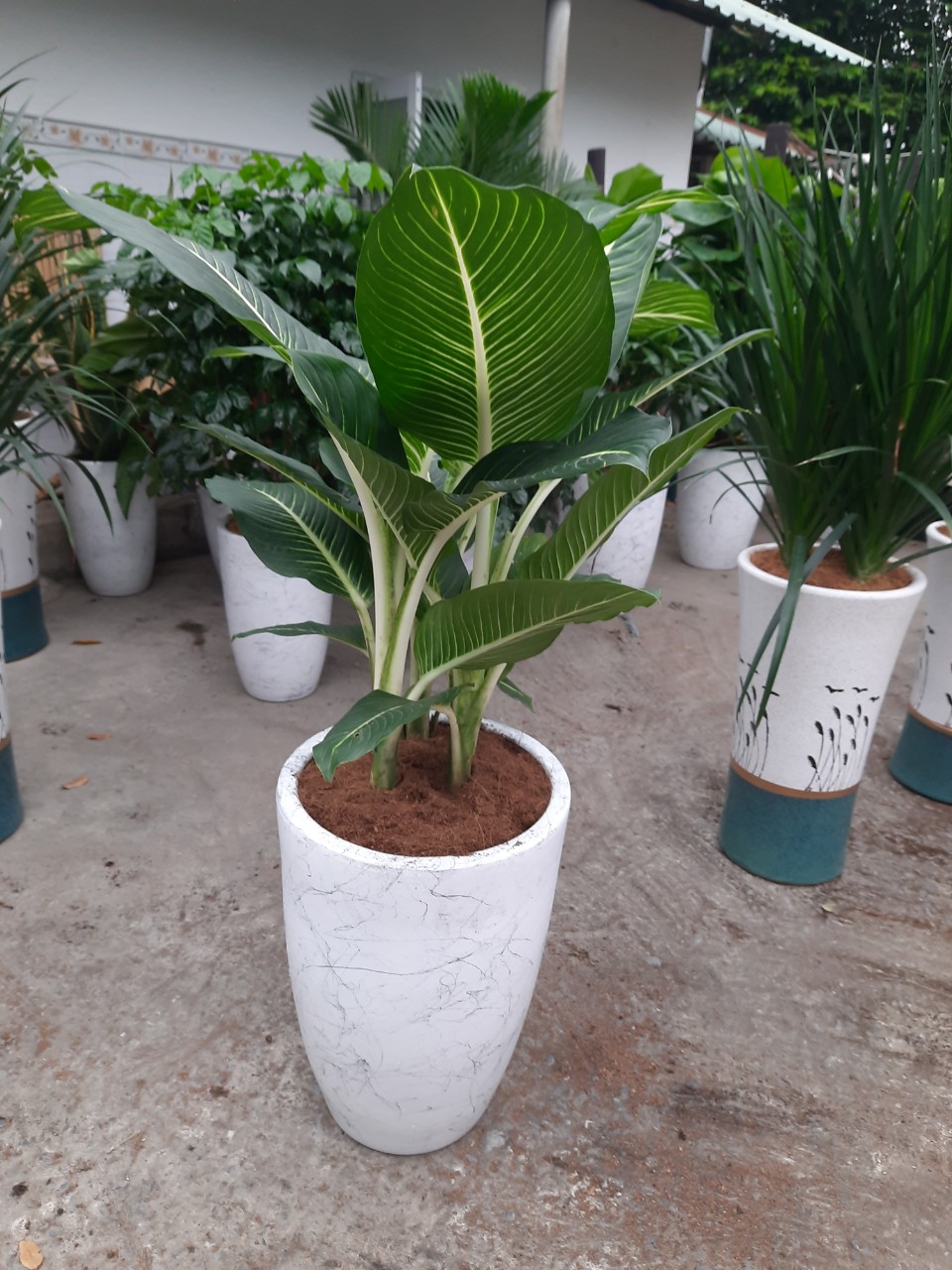 Dịch vụ cho thuê cây xanh ở Bù Đăng Bình Phước của An Khang