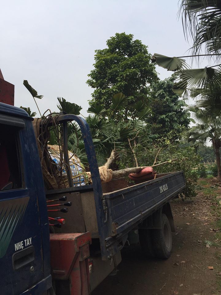 Lý do bạn nên sử dụng dịch vụ di dời cây xanh ở Chơn Thành Bình Phước của An Khang