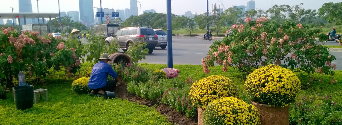 Quy trình thực hiện dịch vụ trồng cây xanh của An Khang