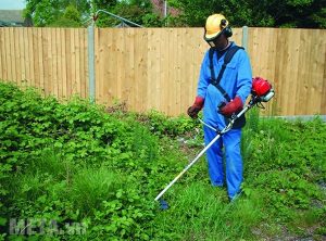 Cắt cỏ tại Bù Đốp, Bình Phước