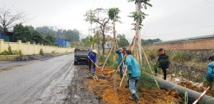 Dịch vụ bứng cây tại Bù Đăng, Bình Phước