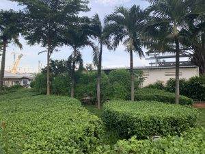 Cắt tỉa cây xanh tại Bù Đốp Bình Phước