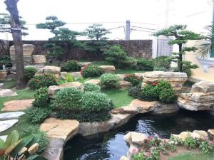 Chăm sóc cây xanh tại Bù Gia Mập, Bình Phước