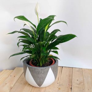 Cho thuê cây cảnh văn phòng tại Bù Đốp, Bình Phước