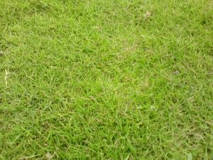 Dịch vụ trồng cỏ tại Bù Gia Mập, Bình Phước uy tín