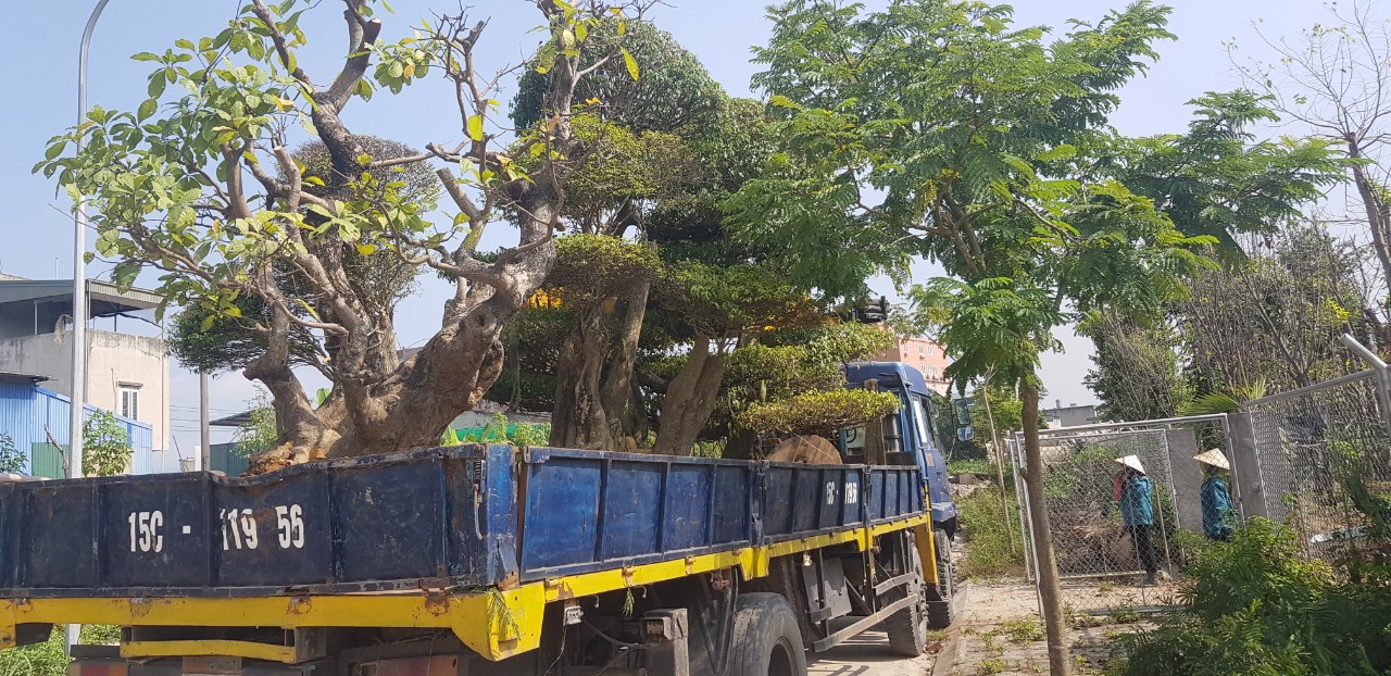 Di dời cây xanh ở Bù Gia Mập Bình Phước