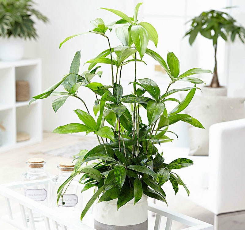 Lý do nên lựa chọn công ty cho thuê cây xanh ở Đồng Phú Bình Phước của An Khang