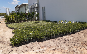 Chăm sóc cây xanh tại Hớn Quản, Bình Phước