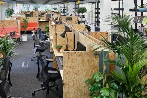 Dịch vụ cho thuê cây cảnh văn phòng ở Hớn Quản Bình Phước