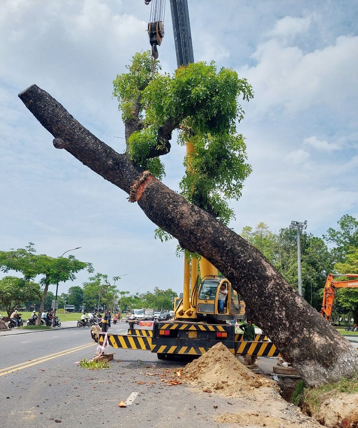 Dịch vụ di dời cây xanh ở Đồng Phú Bình Phước của An Khang