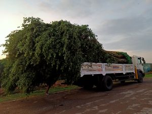 Dịch vụ di dời cây xanh ở Đồng Phú Bình Phước