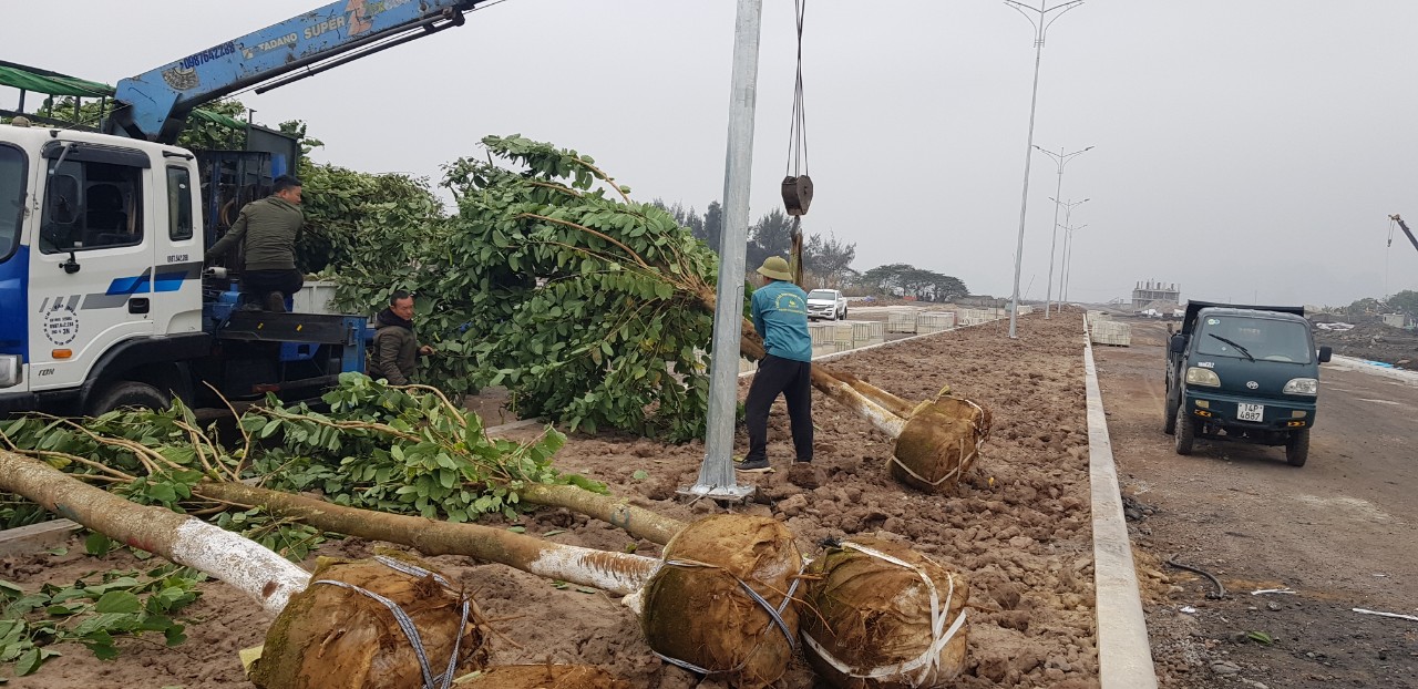 Quy trình bứng cây do An Khang cung cấp