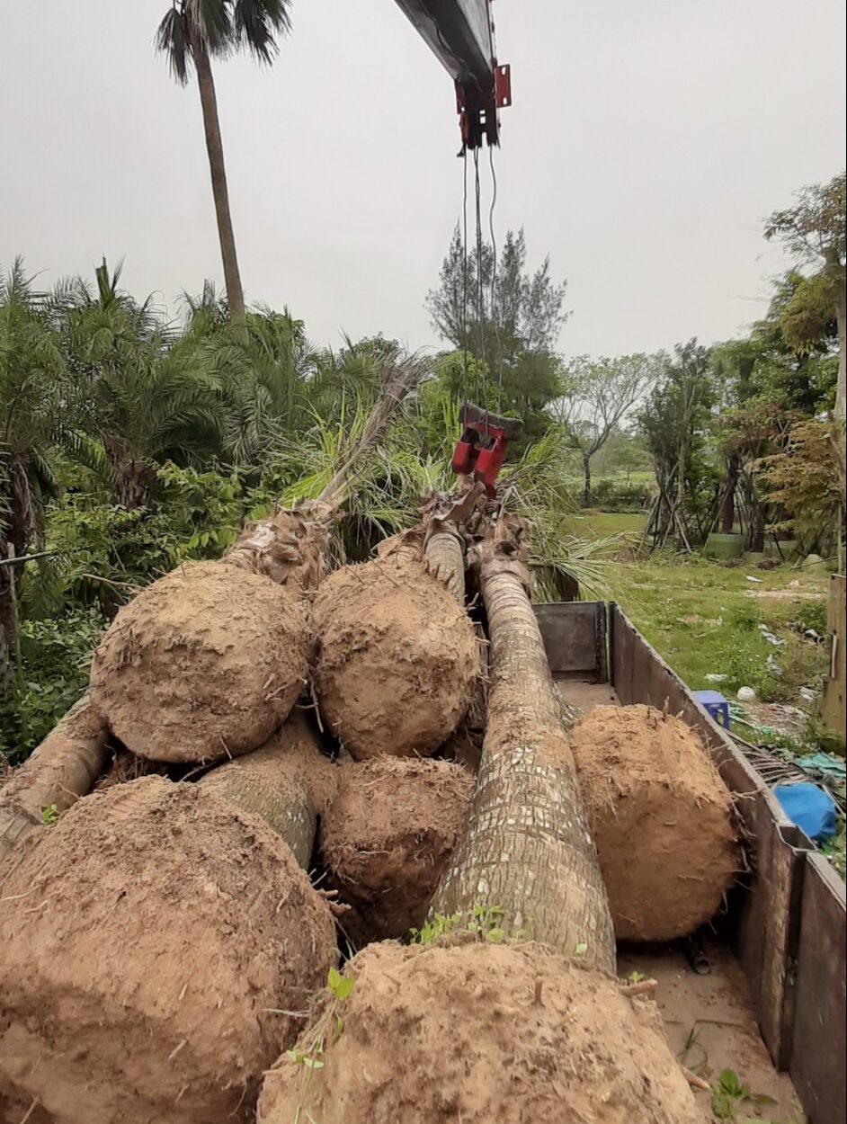 Dịch vụ bứng cây ở Đồng Phú Bình Phước của An Khang có điểm gì nổi bật