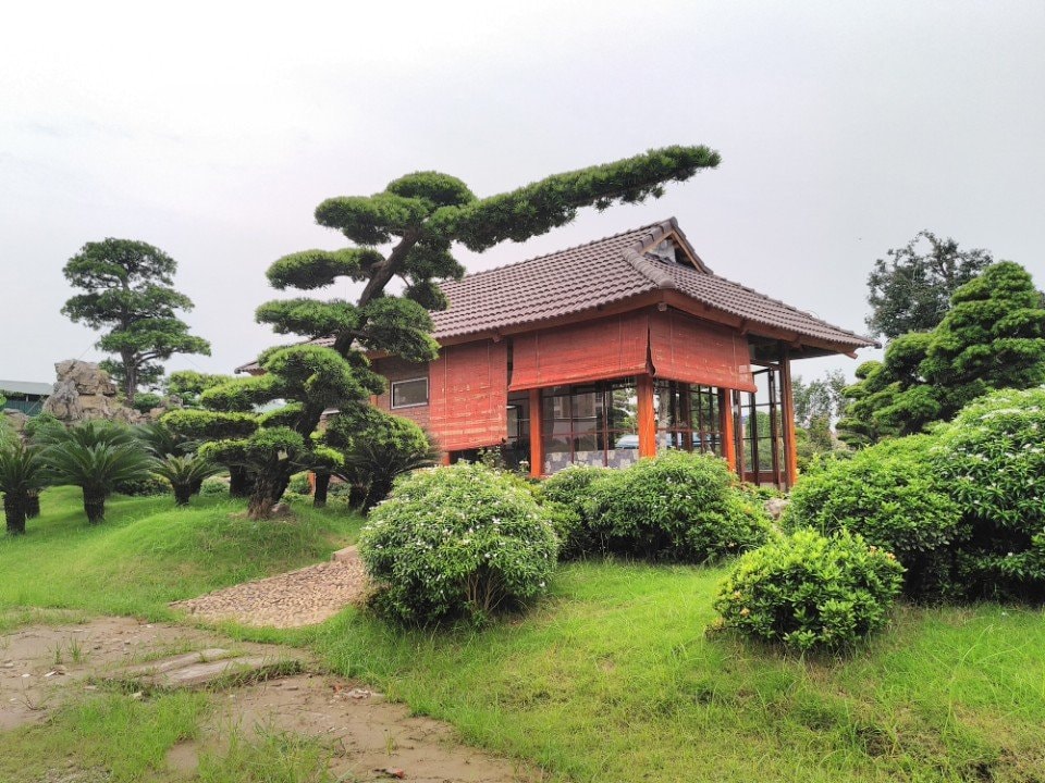 An Khang - Đơn vị trồng cây xanh uy tín, chất lượng tại Hớn Quản Bình Phước