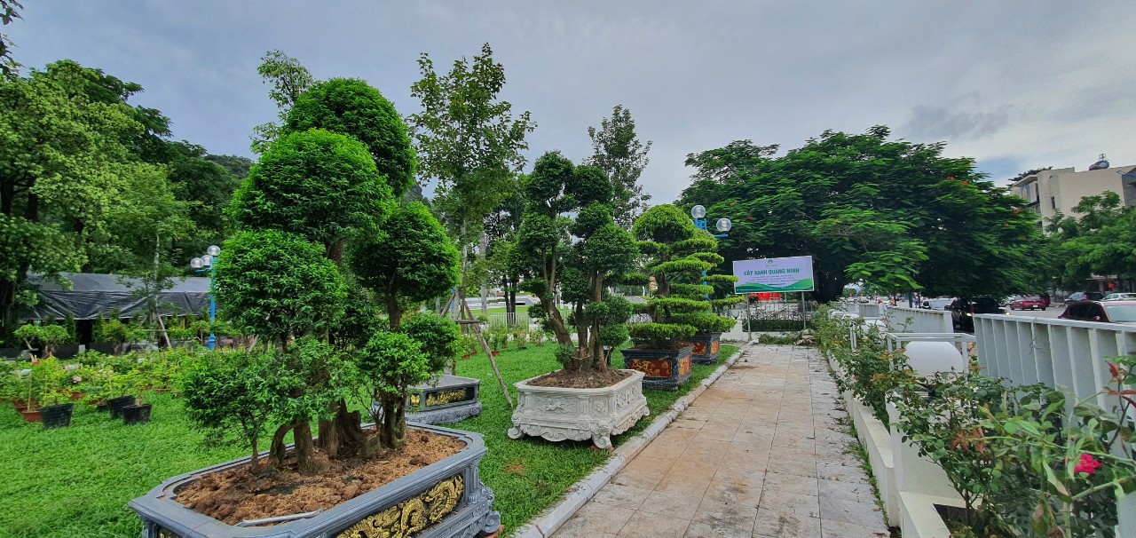 Dịch vụ cây xanh tại Hớn Quản Bình Phước do An Khang cung cấp