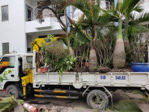 Dịch vụ bứng cây ở Hớn Quản Bình Phước uy tín, chuyên nghiệp