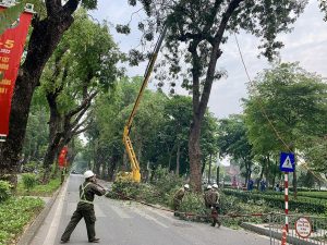 Dịch vụ cắt tỉa cây xanh ở Hớn Quản Bình Phước