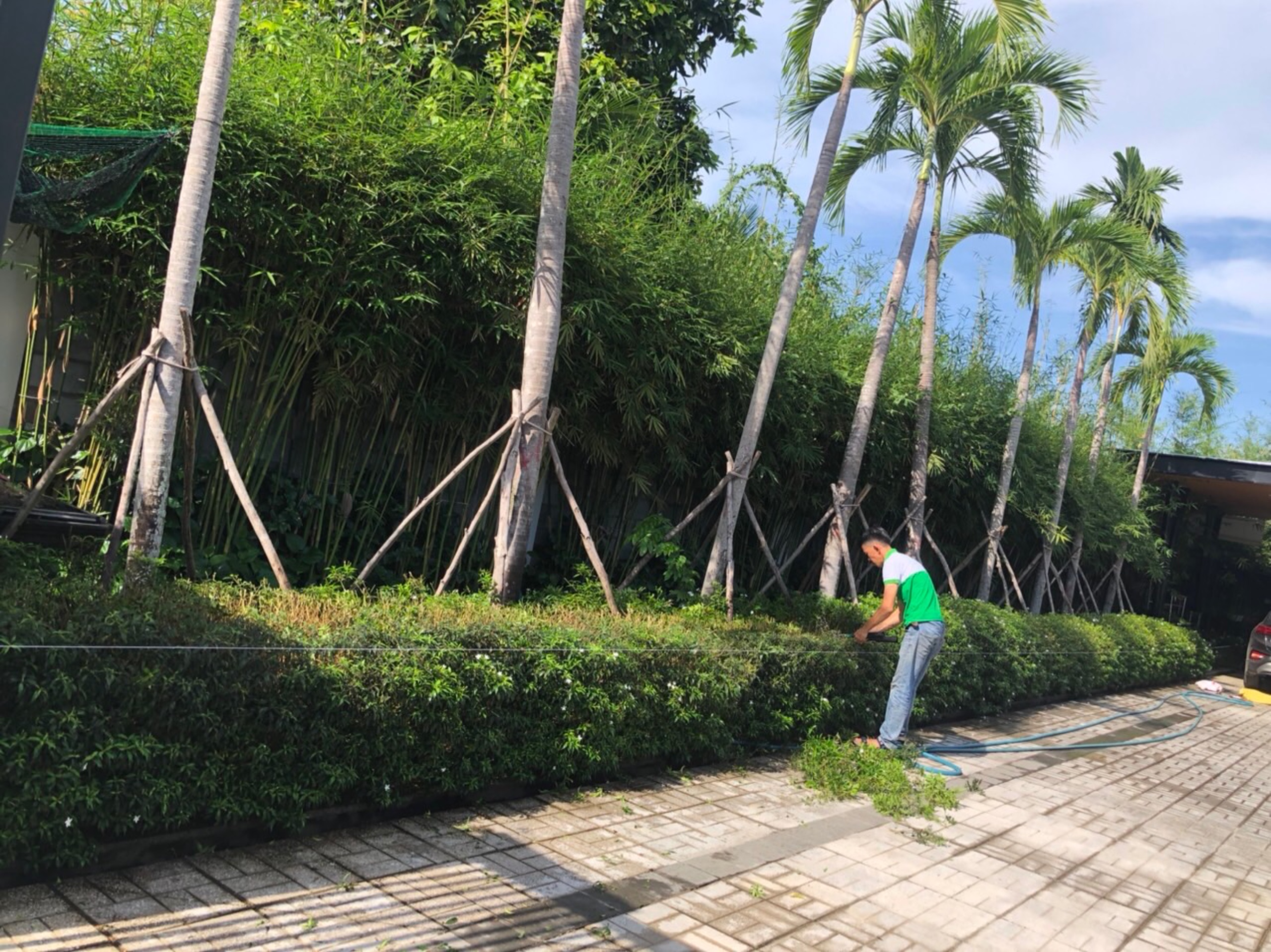 Tại sao nên chăm sóc cây xanh?