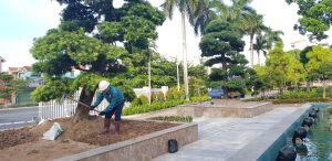 Dịch vụ chăm sóc cây xanh ở Lộc Ninh Bình Phước
